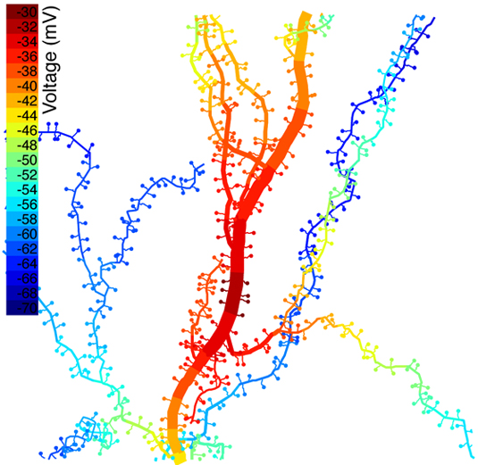 Computer simulation showing color-coded voltage (in millivolts) in a portion of a neuron’s dendritic tree. Computer-generated spines have been attached to the dendrites, and synapses on seven spines near the center have been activated, raising the voltage at those locations. The simulation quantifies the spread of electric charge and the accompanying voltage rise in neighboring parts of the dendritic tree a short time (1-1/3 milliseconds) after the synapses have been activated.