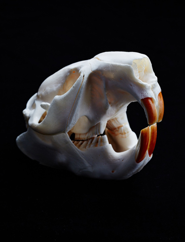 Skull of the North American beaver (Castor canadensis). Beavers and many other rodents have reddish brown incisors due to a thin (10-20 µm) layer of pigmented enamel. The color arises from incorporation of ferrihydrite and amorphous iron-calcium phosphate. Pigmented enamel is both mechanically harder and more resistant to acid etching than regular enamel. Picture Credit: Michael Graydon.