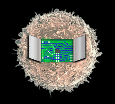 Northwestern University synthetic biologists have developed a technology for engineering customized immune cells to build programmable therapeutics. [Credit: Image by Joshua Leonard and Kelly Schwarz, Northwestern University. Cell image by NIAID/NIH]