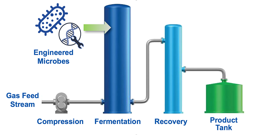 Schematic showing the process of making biofuels and bioproducts from bacteria.