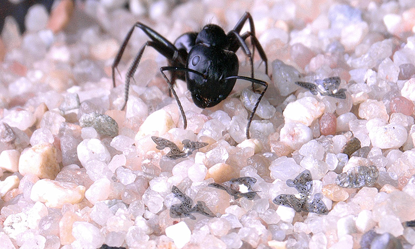 This image depicts microfliers shown next to a carpenter ant for scale.