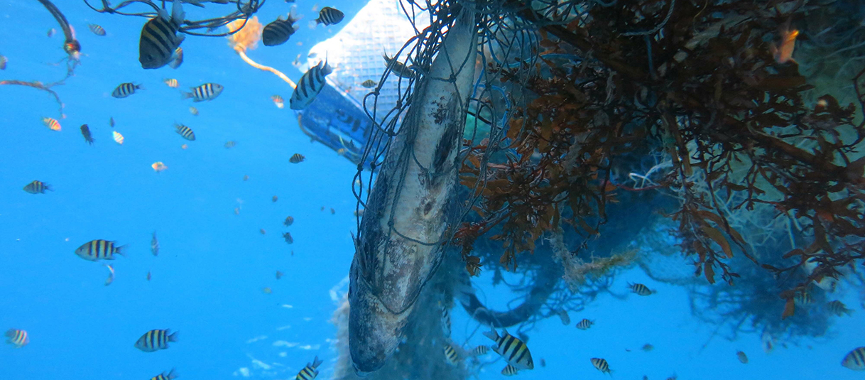 Marine animals entangled in a ghost net within the Maldives.