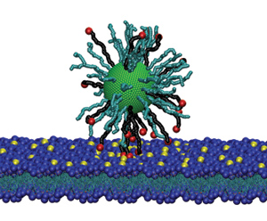 A model of a liposome, a delivery method for therapeutics used by Szleifer. Liposomes are tiny, bubble-like structures that are made from the same materials as cell membranes and can be 100% biodegradable.