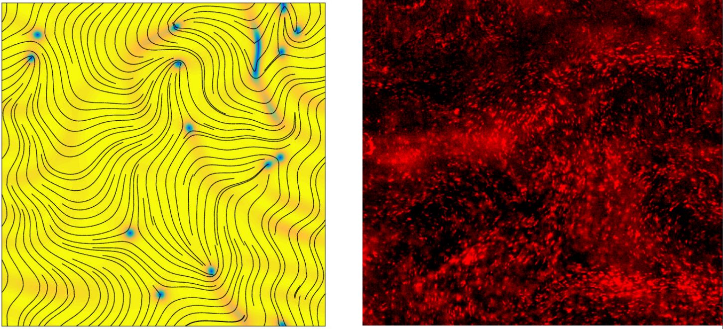 A trajectory map and fluorescent image of swimming bacteria