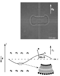 Biofluid Mechanics