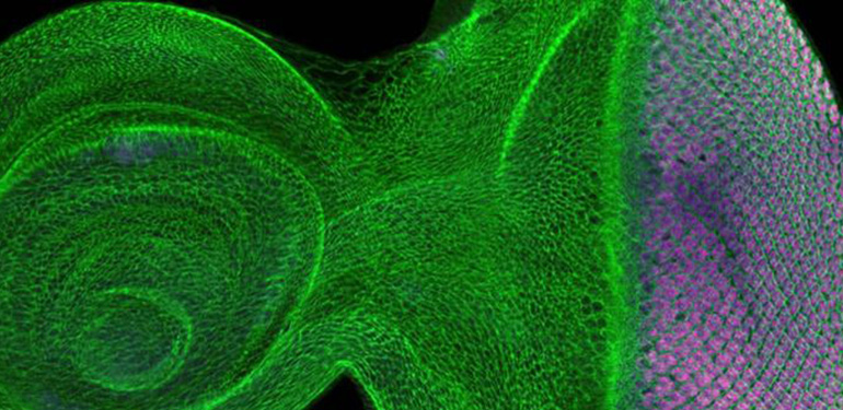 Northwestern to Receive $50 Million to Study Life Sciences Using Mathematics