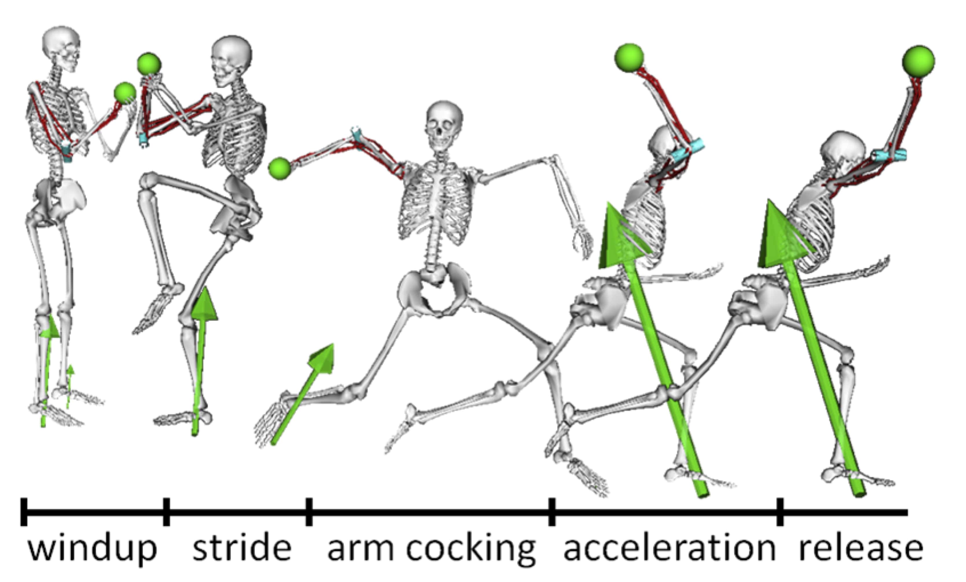 Biomechanics