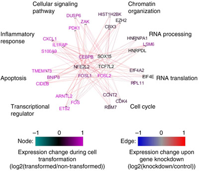 Signaling pathways in breast call transformation (Zhe Ji). 