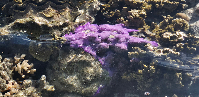 Coral