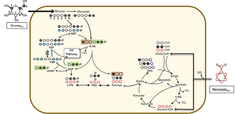 Metabolomics study of mixed-carbon metabolism in a soil bacterium (Pseudomonas putida) of biotechnological importance (Aristilde)