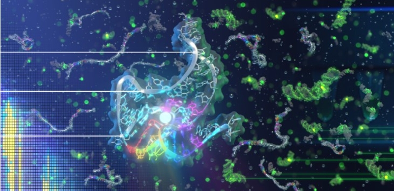 From molecular folding to diagnostics the Lucks Lab explores how RNA acts as biosensors for contaminants & health biomarkers