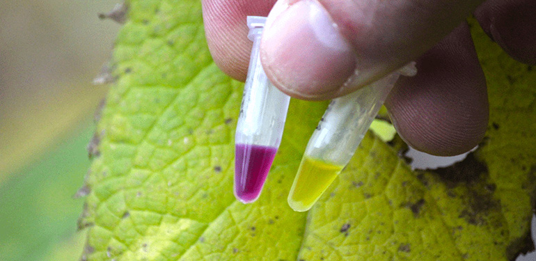 PLANT-Dx is a portable cell-free synthetic biology diagnostic platform that allows farmers to diagnose crop health (Lucks)