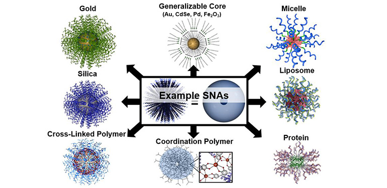 SNAs consist of a dense shell of oligonucleotides radially arranged around nanoparticle core (Mirkin)