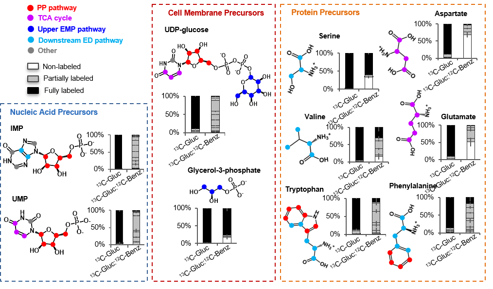 Tracing incorporation of substrate carbons into biomass biosynthesis. Labeling profile of biomass precursors during growth on [U-13C6]-glucose alone or with unlabeled benzoate. The structure of the biomass precursor is shown on the left of the bar graphs; the colored circles in the structure indicate the pathway origin of the designated carbon: red circles (PP pathway), pink circles: TCA cycle, dark blue (upper EMP pathway), light blue (downstream ED pathway), and gray circles (involvement of one-carbon units). 