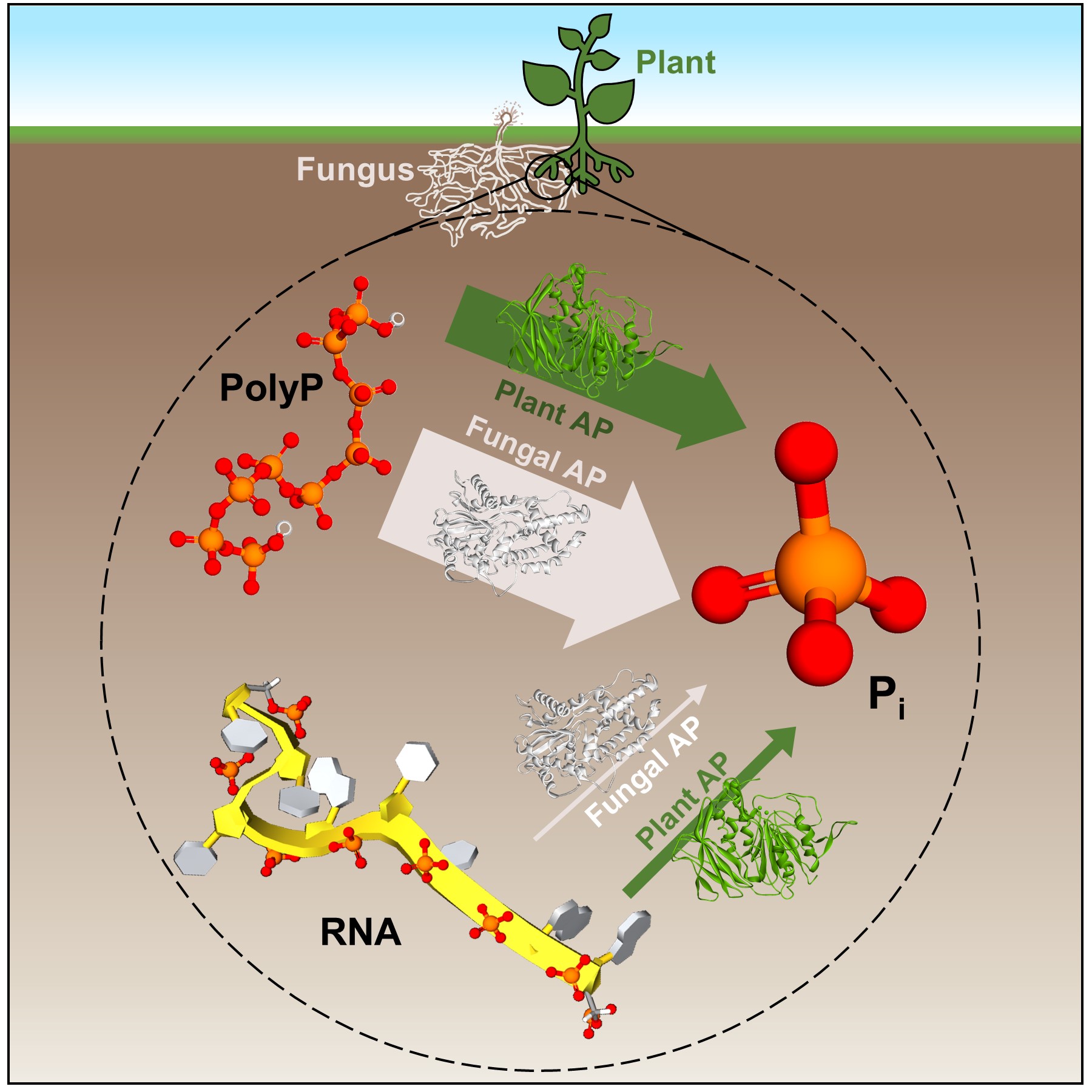 Recycling of phosphorus from biopolymers by enzymes secreted by plants and fungi. (Credit: Aristilde Lab)