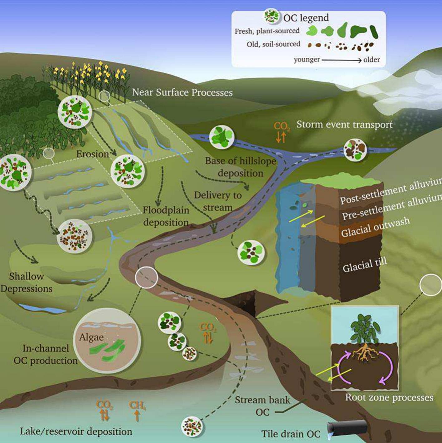 Biophysical processes in the fate of organic carbons in a watershed. (Credit: Blair Lab)