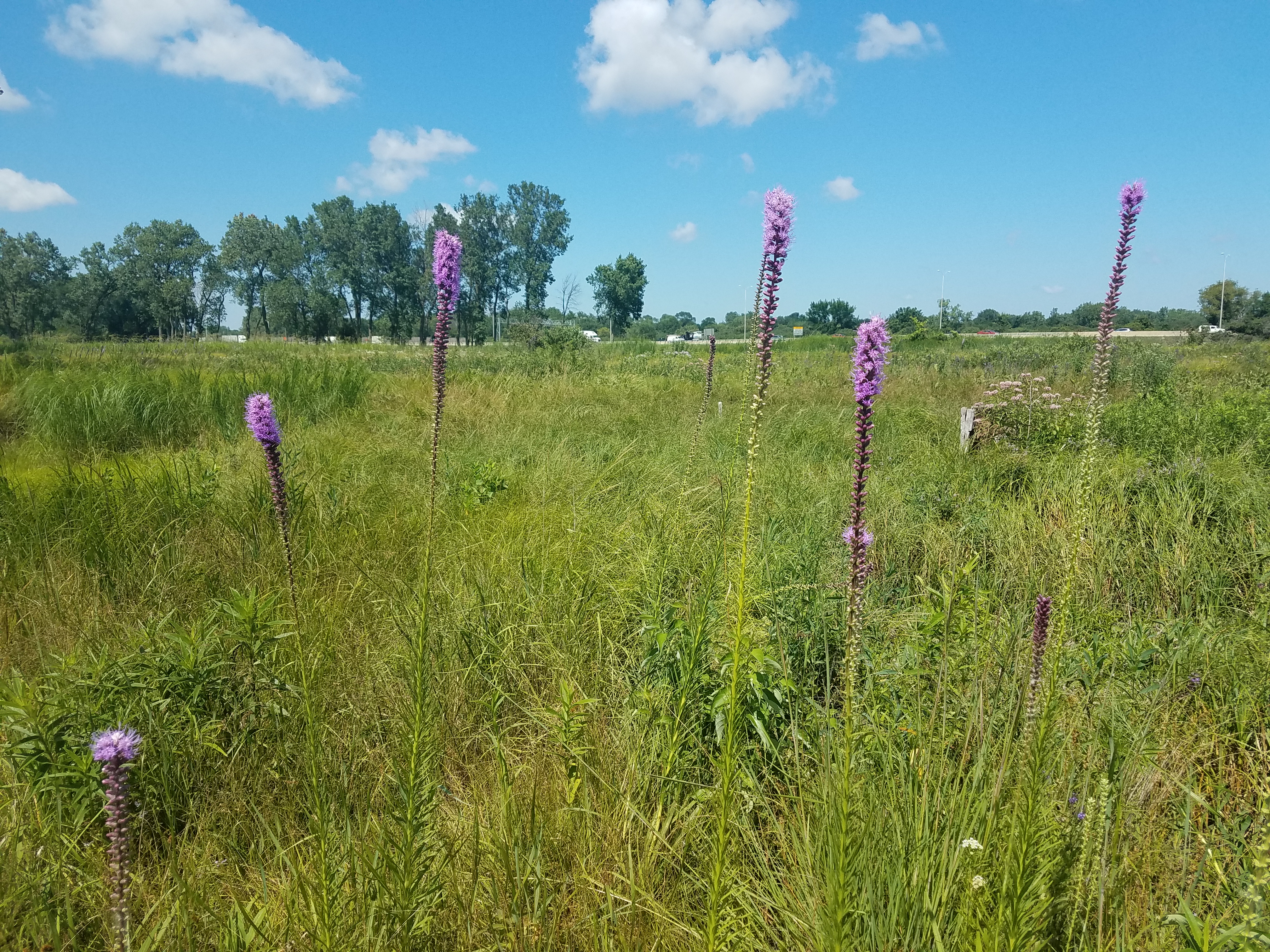 Soil Compositional Changes Influence Microbiology