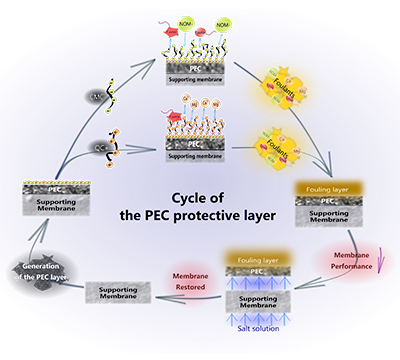 Polyelectrolyte complex membrane for fouling control. (Credits: Y. Won & K. Gray)