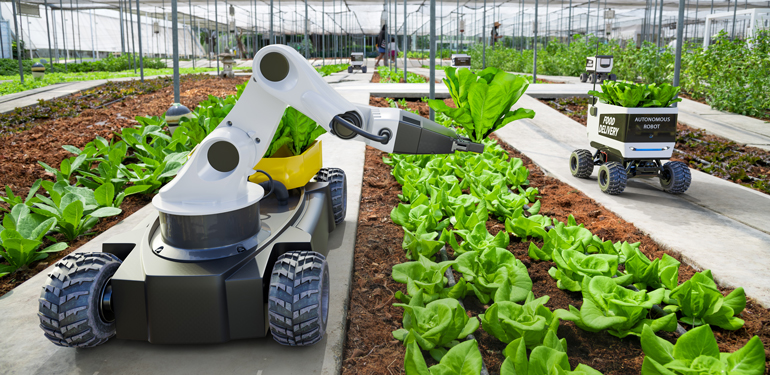Indoor lettuce growing facility with robot harvester