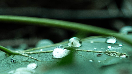 Close-up of droplets forming on surface of leaf