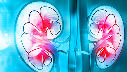 Graphic rendering of kidneys