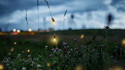 Fireflies in field at dusk