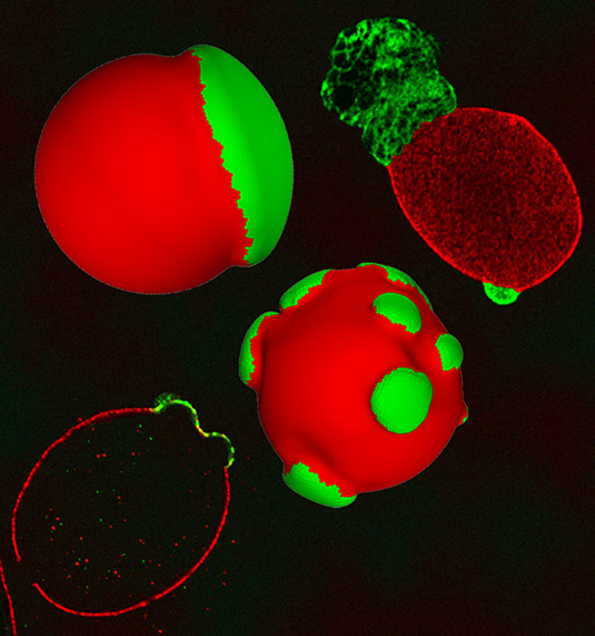 Experimental and computational images of nuclei showing the segregation of two types of lamin proteins. A-type lamins are shown in green, while B-type is shown in red. Image courtesy of Mark Seniw.
