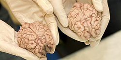 Participants handle sheep brains at the 2012 Brain Fair.