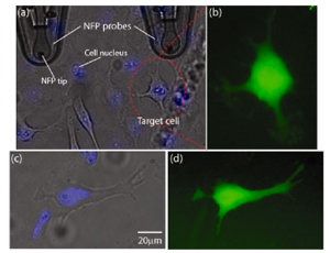 Injecteren van een kleurstof in de cel met behulp van nanoelektroporatie. Uit Nano Letters. Copyright 2013 American Chemical Society.