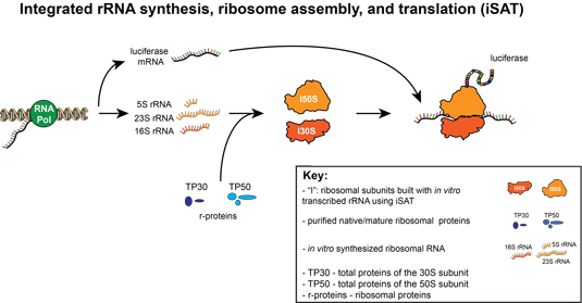 Synthetic biology researchers at Northwestern and Harvard Medical School synthesized cell ribosomes from scratch in a test tube.