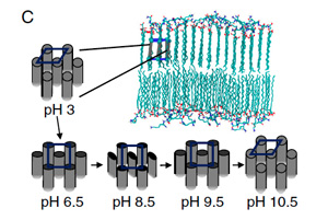 Changes in the packing of the tails into a hexagonal, rectangular-C, or rectangular-P lattice are observed at various pH levels.