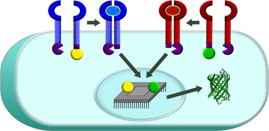 Leonard and his team have developed a technology for engineering human cell-based 'devices' that monitor and modify human physiology. This technology is a protein biosensor that sits on the surface of a cell, can be programmed to sense specific external factors, and upon detecting these factors sends a signal into the engineered cell’s nucleus to activate a gene expression program. 