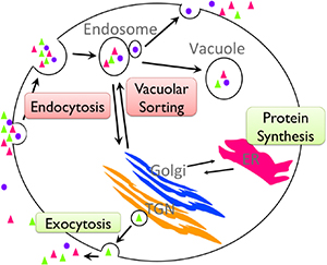 A schematic of a yeast cell