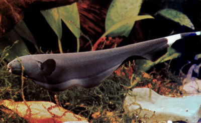 The black ghost knifefish
