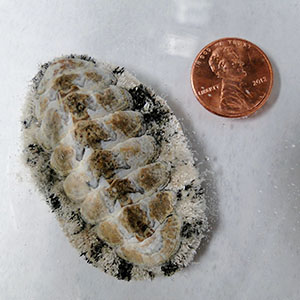 The chiton species that Friedrich researches