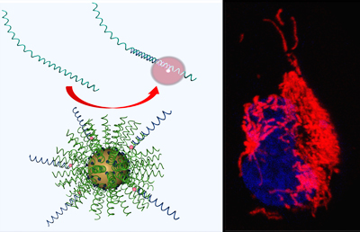 Sticky-flares label endogenous RNA with quantifiable fluorescent ‘flares,’ allowing for RNA tracking in live cells. Credit: Chad. A. Mirkin, William E. Briley