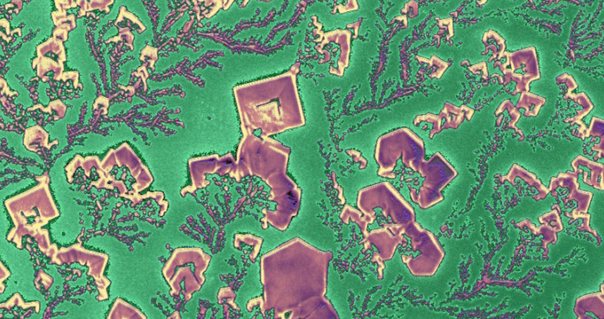 Honorable Mention, Matt O'Brien, 'From Salt, Flowers Grew'