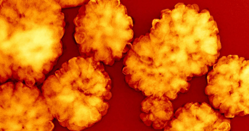 Honorable Mention, Bor-Rong Chen and Lawrence Crosby, 'Nano Daisy Blossom'