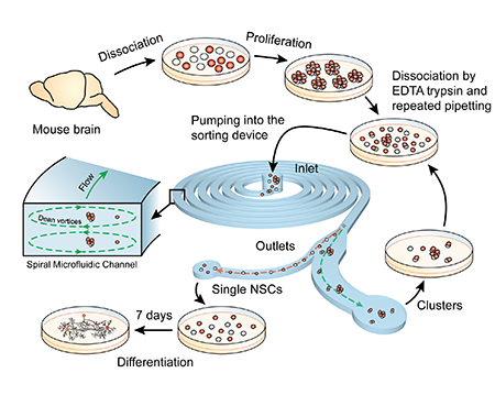 An overview of the process. After the cell sample is pumped through the device, the sorted single cells are collected at the outlet and cultured in a low serum media to promote differentiation.
