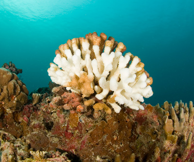 Bleaching happens when stressed corals expel their life-providing algae.