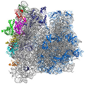 One of Jewett's previously reengineered ribosomes.