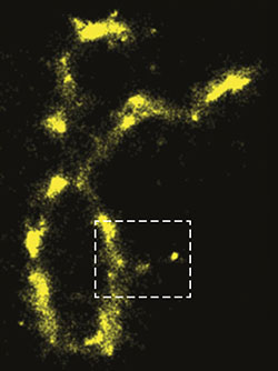 Image shows auto-fluorescence of an individual chromosome.