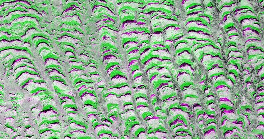 Fourth Place: Karna Gowda, "A Slow March through the Desert"