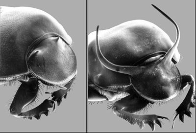 Two male taurus scarab beetles illustrate the subdued subgroup (left) and the showy subgroup (right). (Credit: Douglas Emlen, University of Montana)