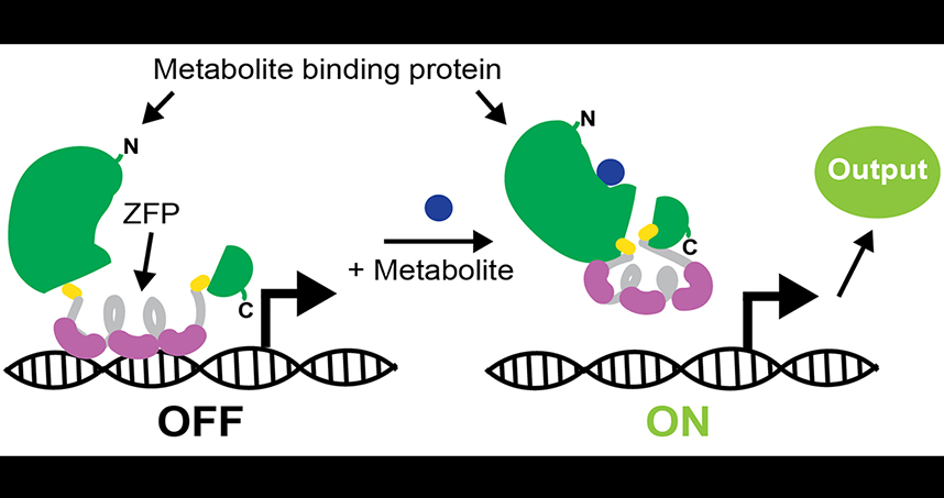 A schematic showing how the protein binds to the metabolite, turning on gene expression.