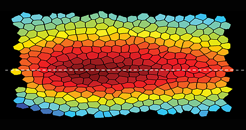 This spatial profile of a fruit fly embryo shows the cells compressing toward the ventral midline.