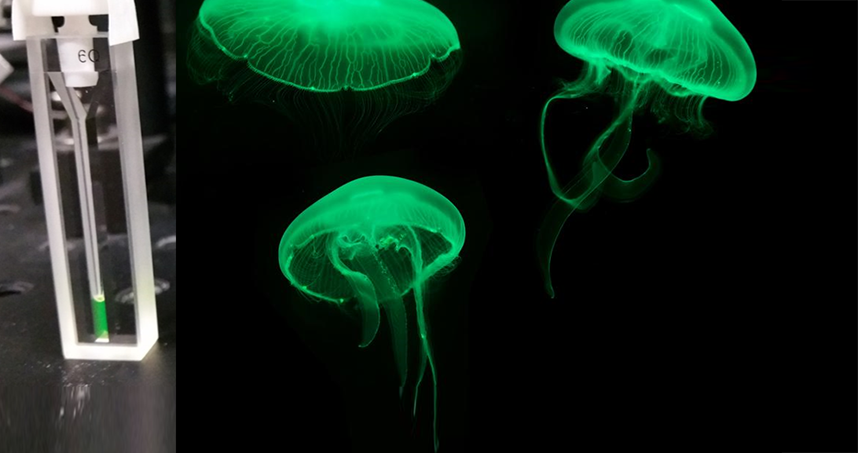 Featured in the cuvette on the left, green fluorescent proteins are responsible for bioluminescence in jellyfish.