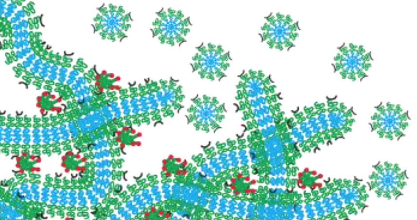 Evan Scott's hydrogel network functions as a drug depot that slowly degrades by breaking down into micelles.