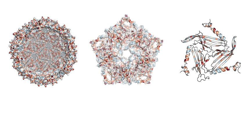  Researchers studied where mutations were allowed in the soccer-ball-like structure made by the MS2 scaffold.