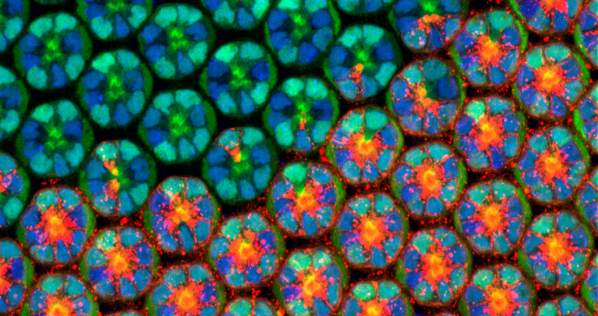 Emergence of complexity in the developing eye of a fruit fly, which will be studied in the new center.